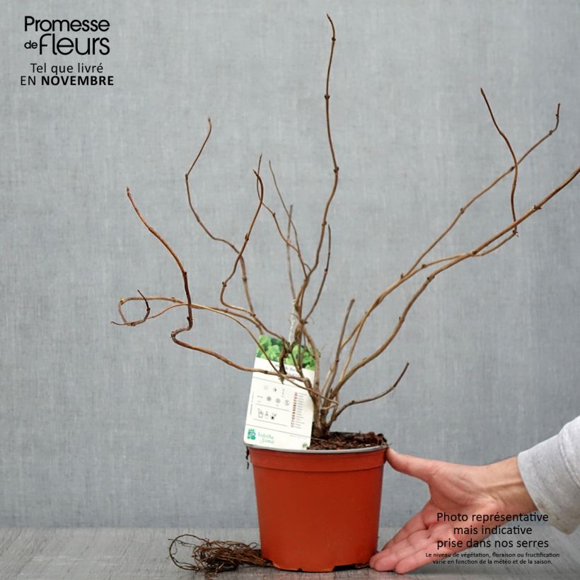 Esemplare di Weigelia Lime Monster Vaso da 3L/4L come consegnato in autunno