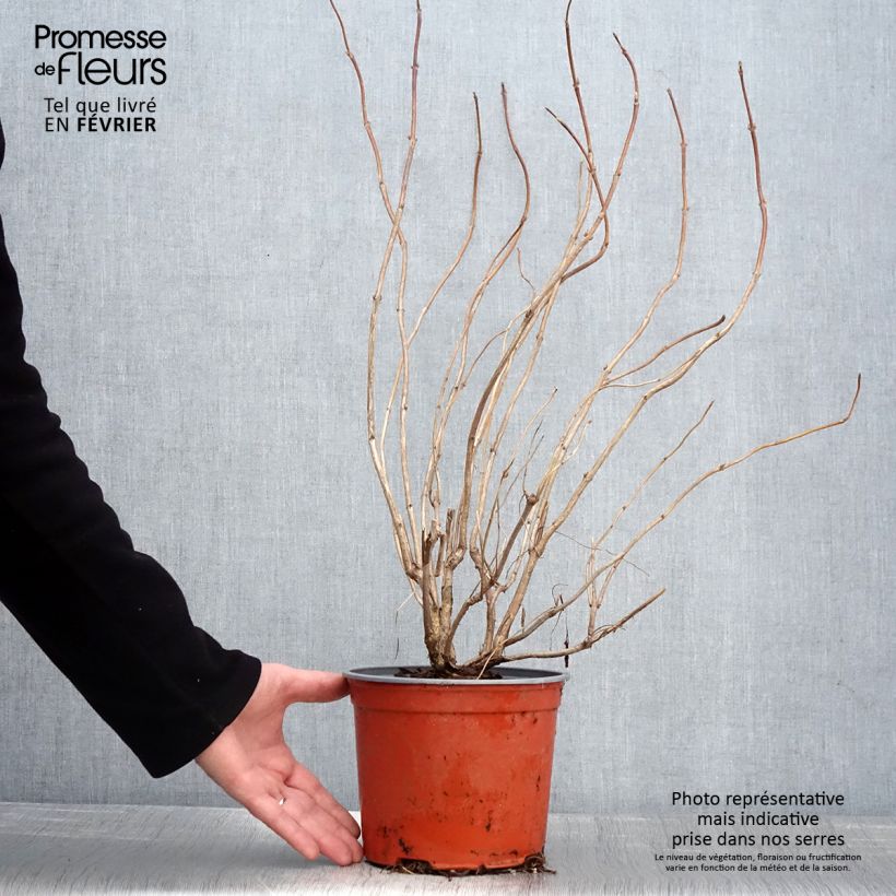 Weigelia Lime Monster Vaso da 3L/4L esemplare consegnato in inverno