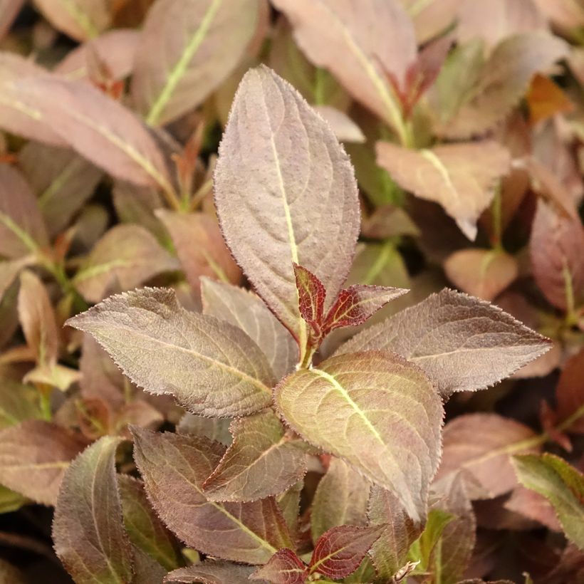 Weigelia Midnight Wine (Fogliame)