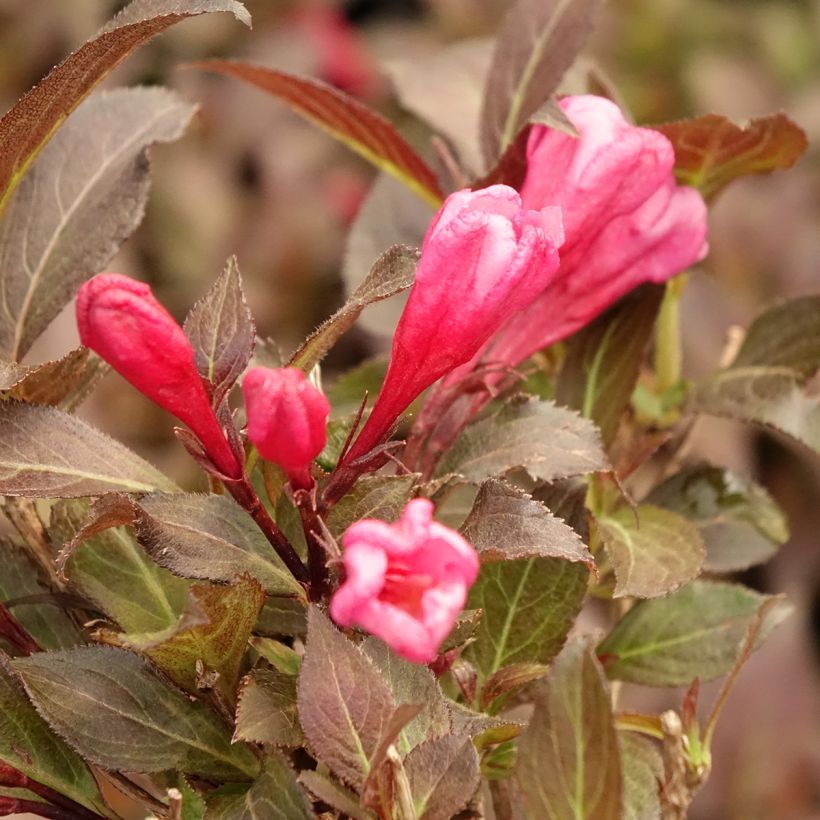 Weigelia Midnight Wine (Fioritura)