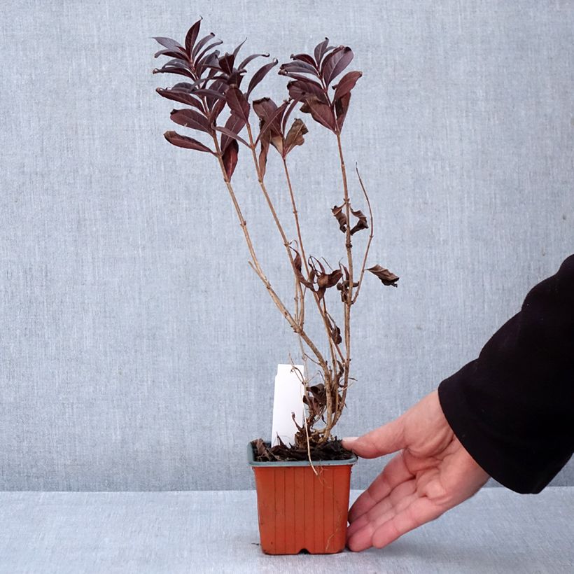 Esemplare di Weigelia Minor Black Vasetto da 8/9 cm come consegnato in autunno