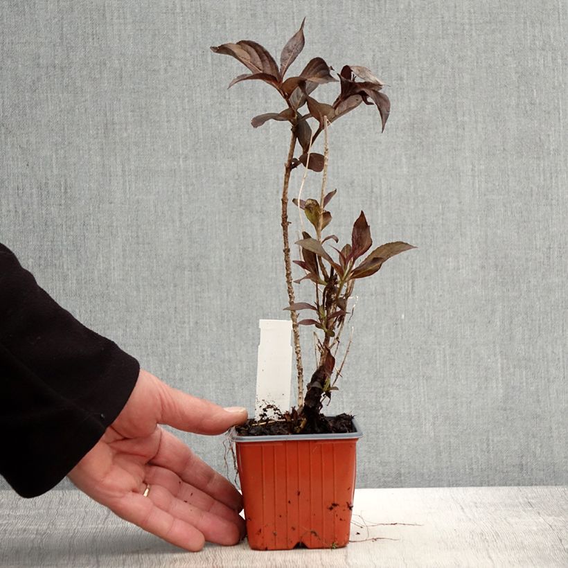 Weigelia Minor Black Vasetto da 8/9 cm esemplare consegnato in primavera