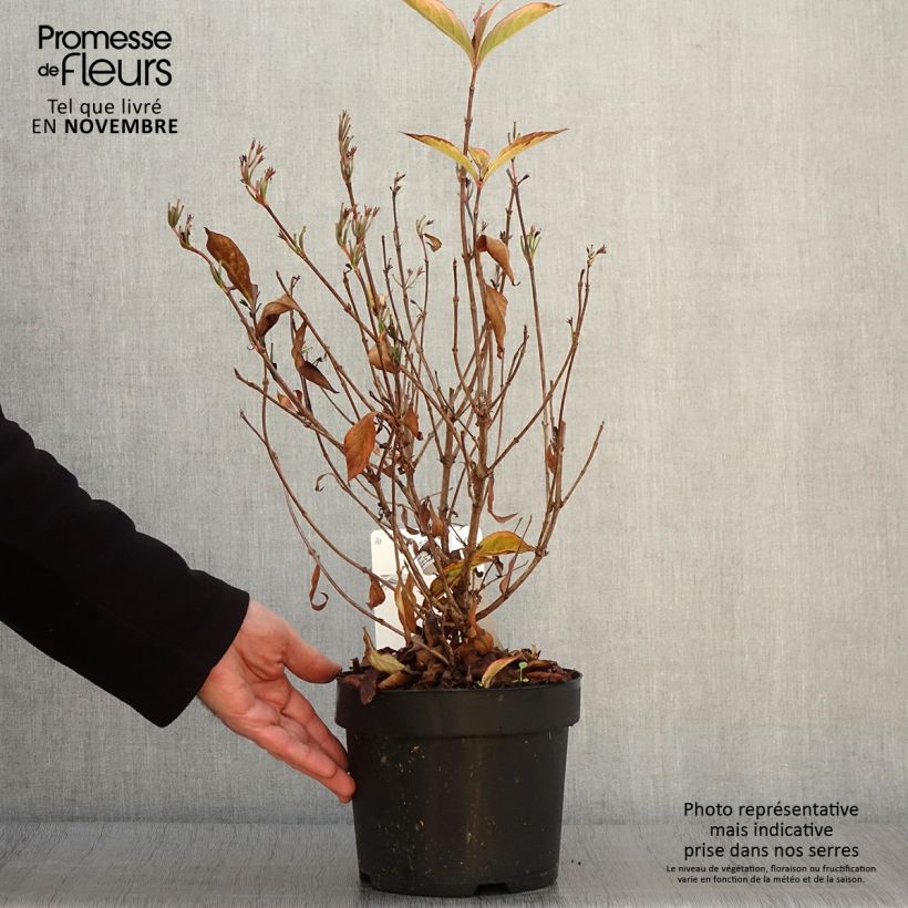 Esemplare di Weigelia Brigela Vaso da 2L/3L come consegnato in autunno