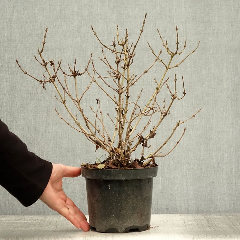 Esemplare di Weigelia Nana Purpurea Vaso da 3L/4L come consegnato in autunno