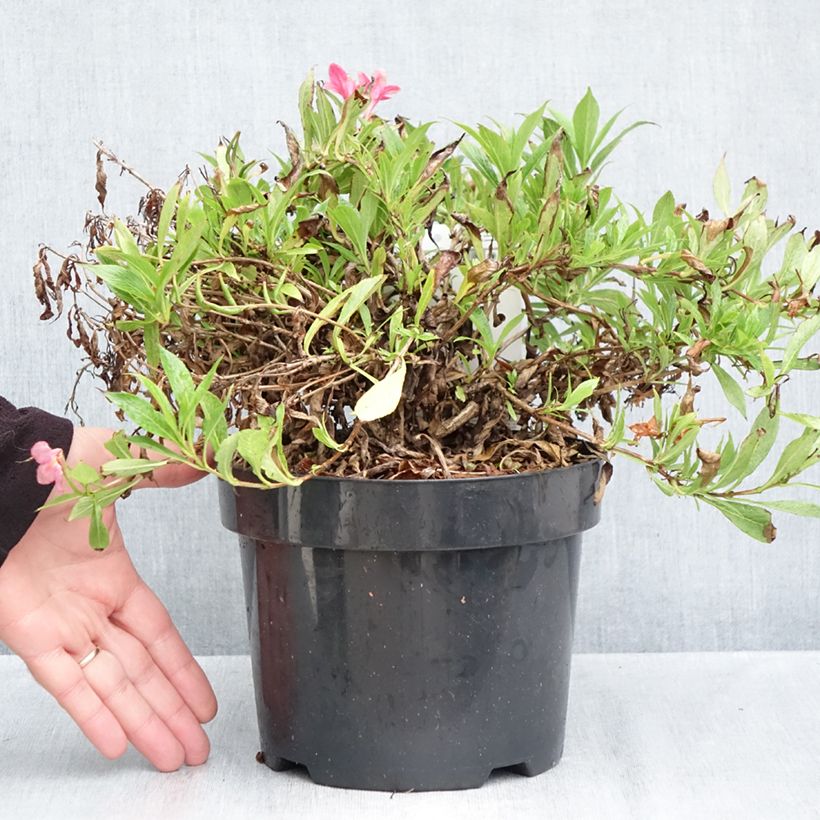 Esemplare di Weigelia Picobella Rosa Vaso da 2L/3L come consegnato in autunno