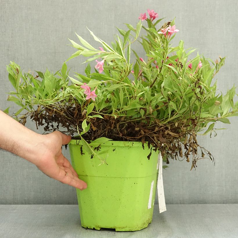 Esemplare di Weigelia Picobella Rosa Vaso da 7,5L/10L consegnato in estate