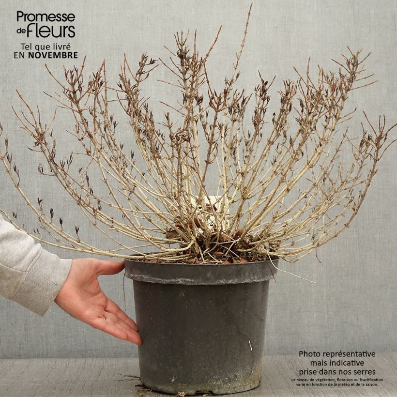 Esemplare di Weigelia Pink Poppet Vaso da 7,5L/10L come consegnato in autunno