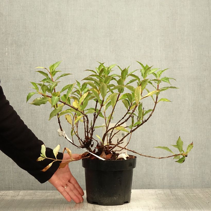 Esemplare di Weigelia Pink Poppet Vaso da 3L/4L come consegnato in autunno
