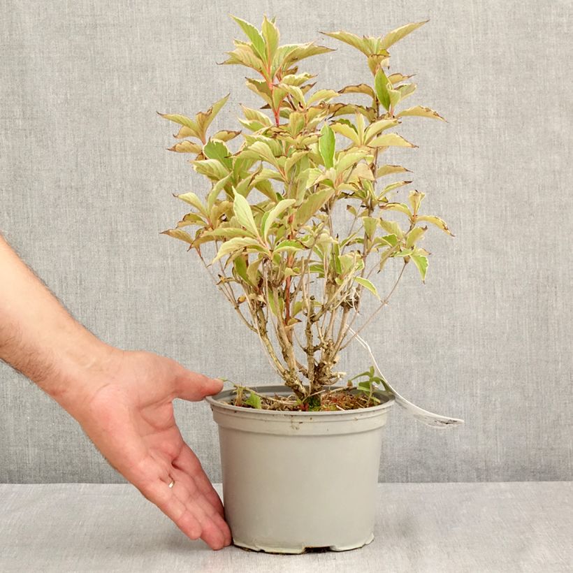 Esemplare di Weigela florida Suzanne Vaso da 2L/3L consegnato in estate