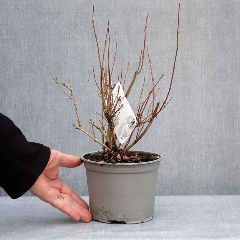 Weigela florida Suzanne Vaso da 2L/3L esemplare consegnato in inverno