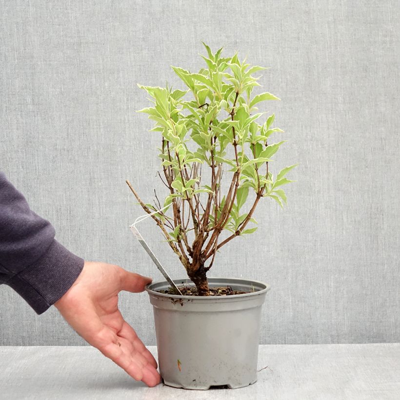 Weigela florida Suzanne Vaso da 2L/3L esemplare consegnato in primavera