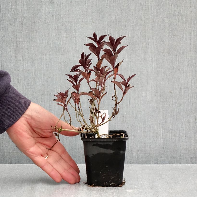 Esemplare di Weigelia Victoria Vasetto da 8/9 cm come consegnato in autunno