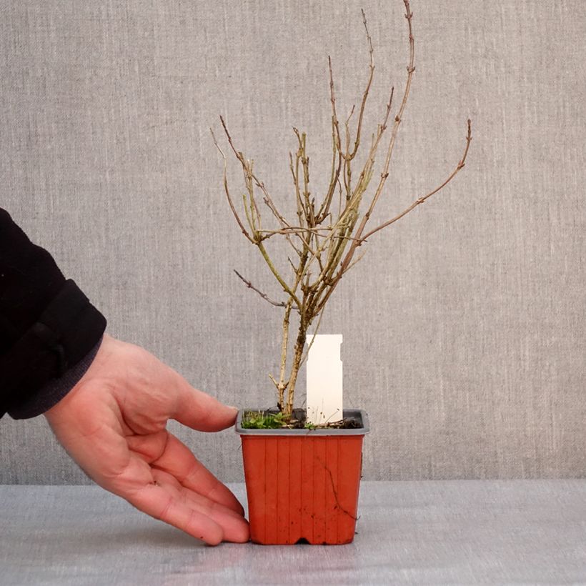 Weigelia Victoria Vasetto da 8/9 cm esemplare consegnato in inverno