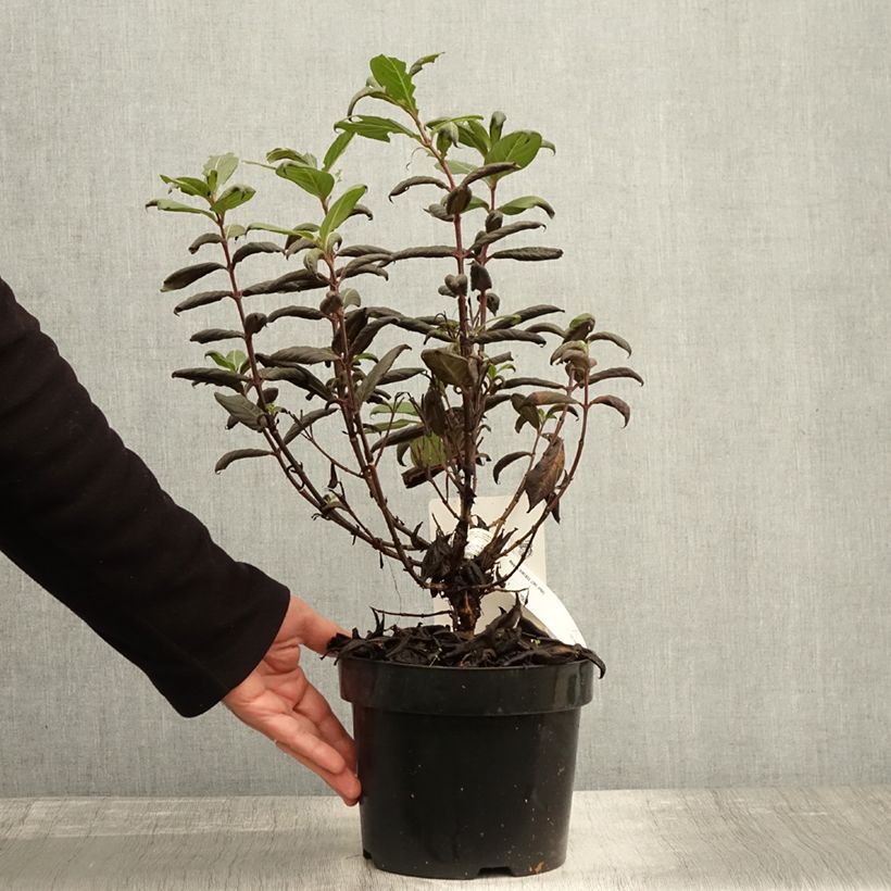 Esemplare di Weigelia Vintage Love Vaso da 2L/3L come consegnato in autunno
