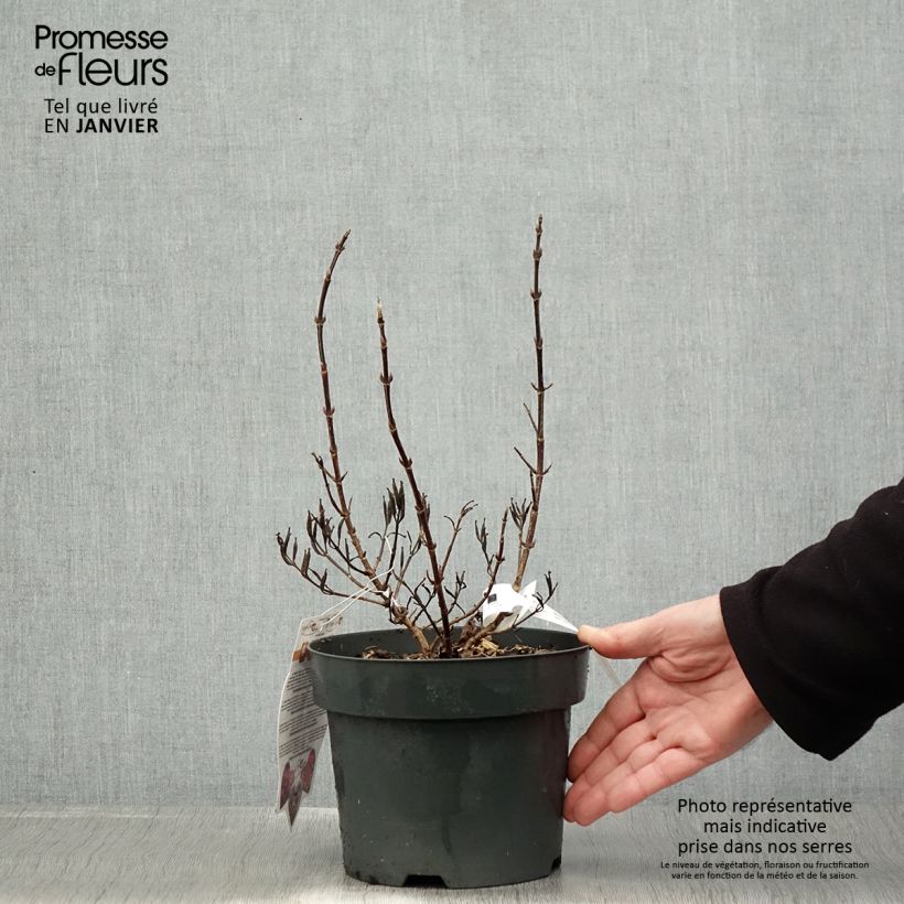 Weigelia Vintage Love Vaso da 2L/3L esemplare consegnato in inverno