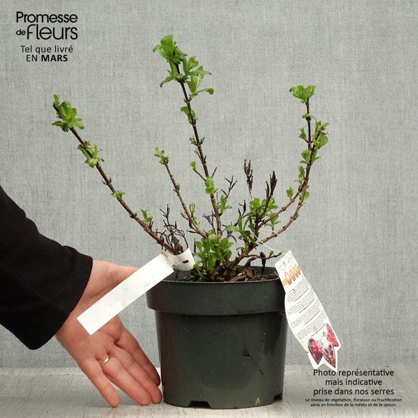 Weigelia Vintage Love Vaso da 2L/3L esemplare consegnato in primavera