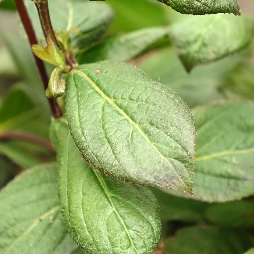 Weigelia Vintage Love (Fogliame)