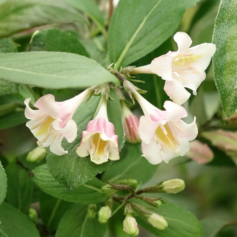 Weigelia Vintage Love (Fioritura)