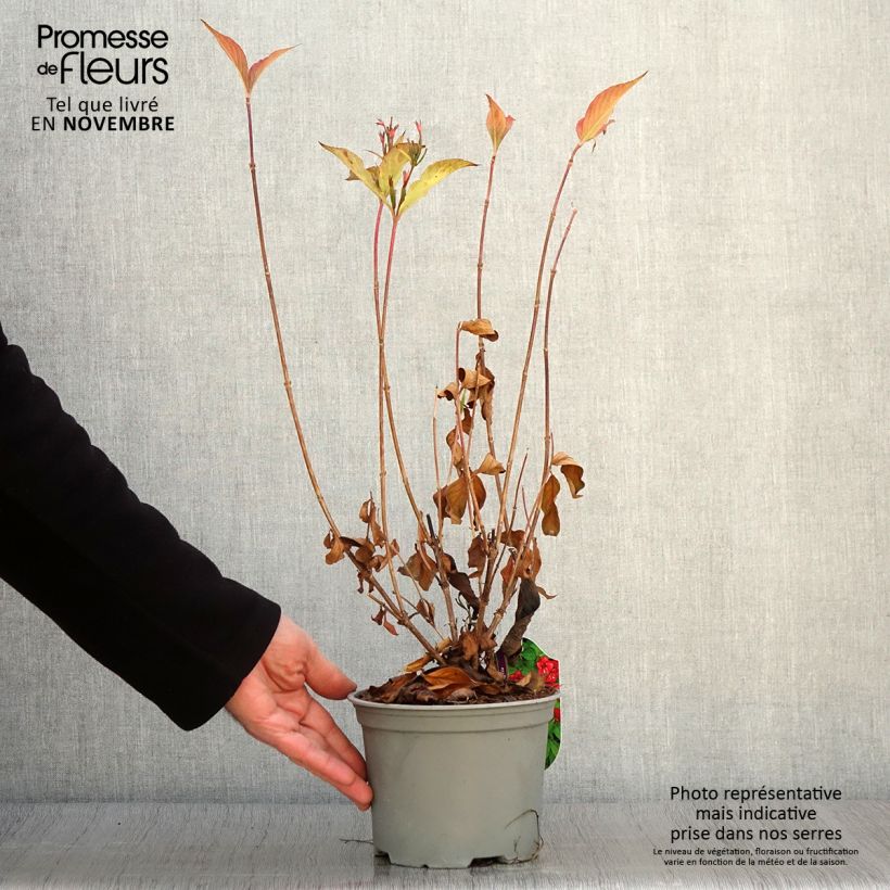 Esemplare di Weigelia Eva Rathke Vaso da 2L/3L come consegnato in autunno