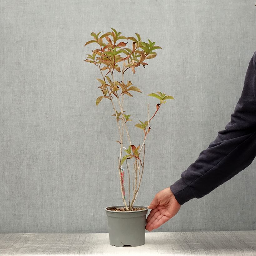 Esemplare di Weigelia Eva Rathke Vaso da 2L/3L consegnato in estate