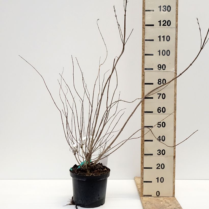 Weigelia Red Prince Vaso da 7,5L/10L esemplare consegnato in inverno