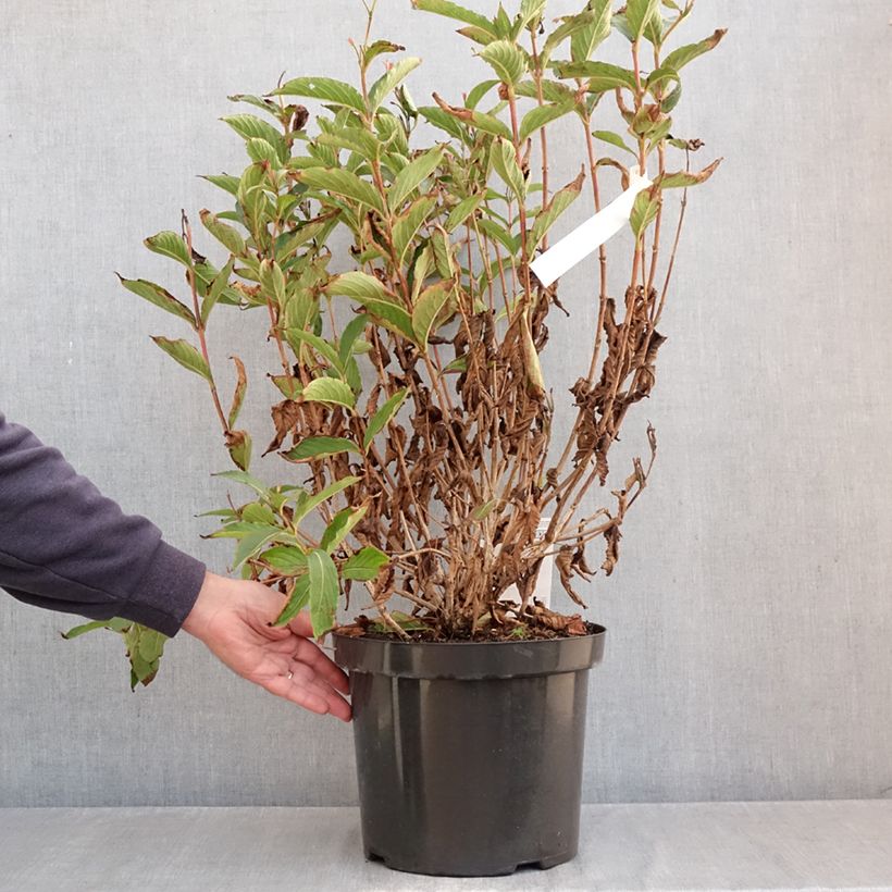 Esemplare di Weigelia Red Prince Vaso da 7,5L/10L come consegnato in autunno