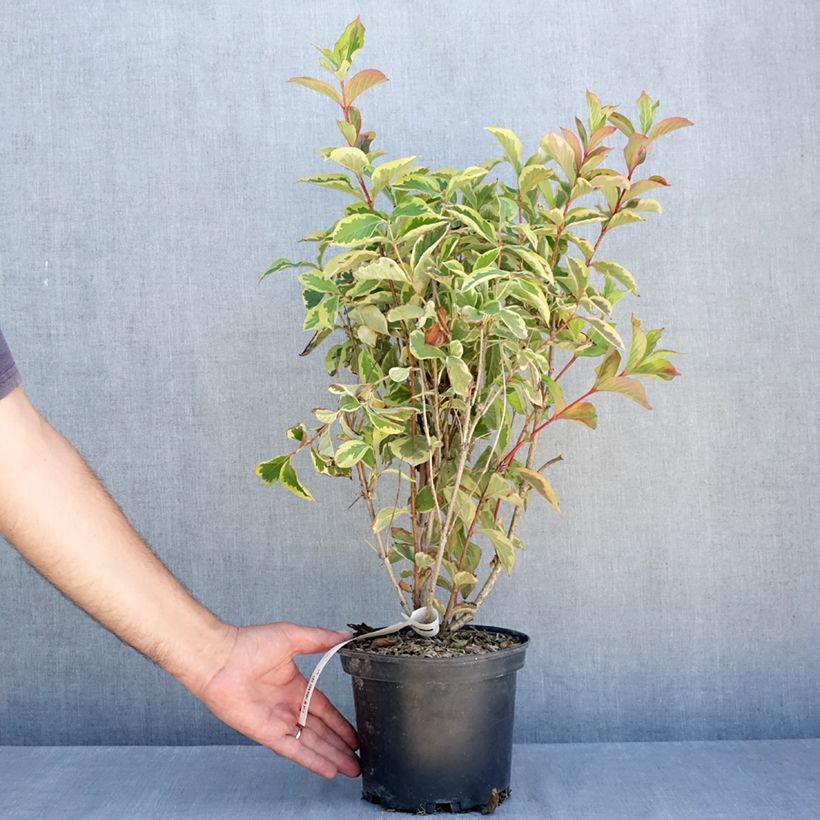 Esemplare di Weigelia Kosteriana Variegata Vaso da 2L/3L consegnato in estate