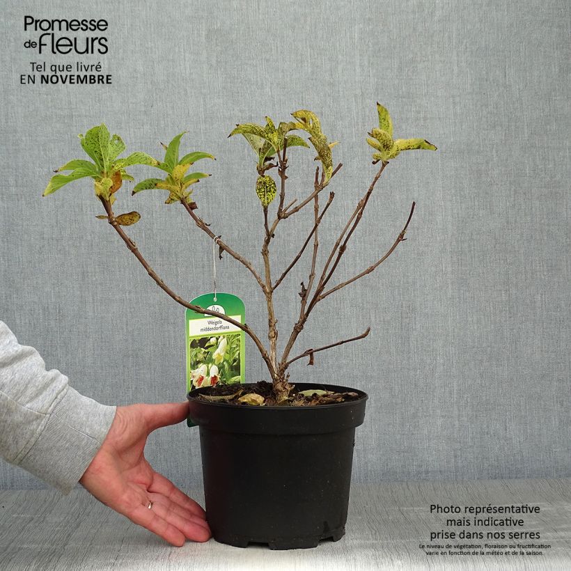 Esemplare di Weigela middendorffiana Vaso da 3L/4L come consegnato in autunno