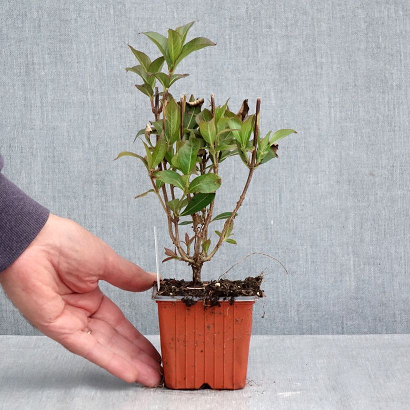 Esemplare di Weigelia Minuet Vasetto da 8/9 cm come consegnato in autunno
