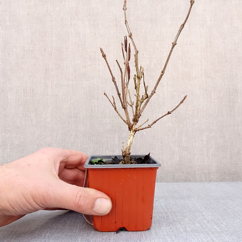 Weigelia Minuet Vasetto da 8/9 cm esemplare consegnato in inverno