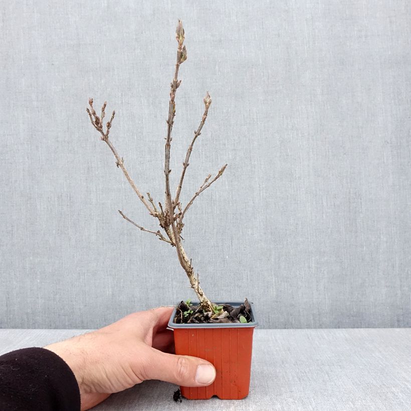 Weigelia Minuet Vasetto da 8/9 cm esemplare consegnato in primavera