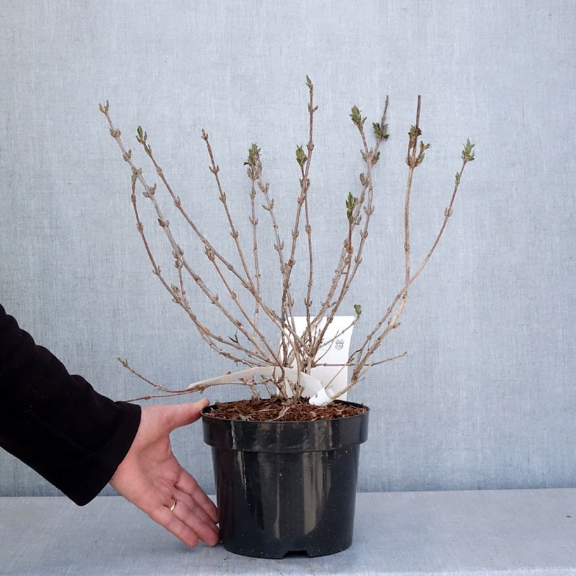 Weigelia Minuet Vaso da 2L/3L esemplare consegnato in primavera