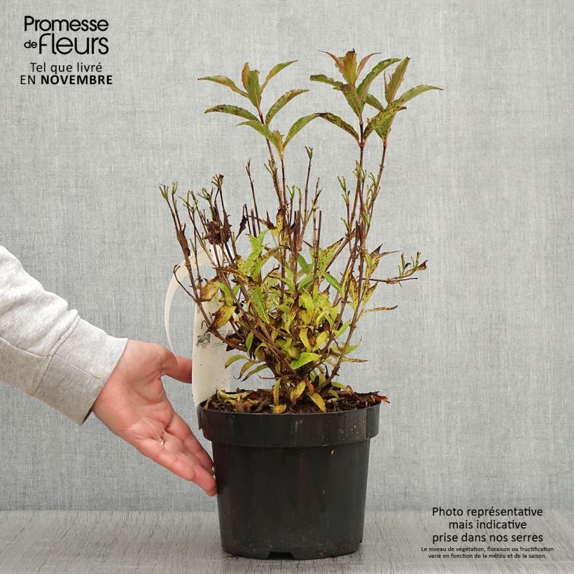 Esemplare di Weigelia Nain rouge Vaso da 3L/4L come consegnato in autunno