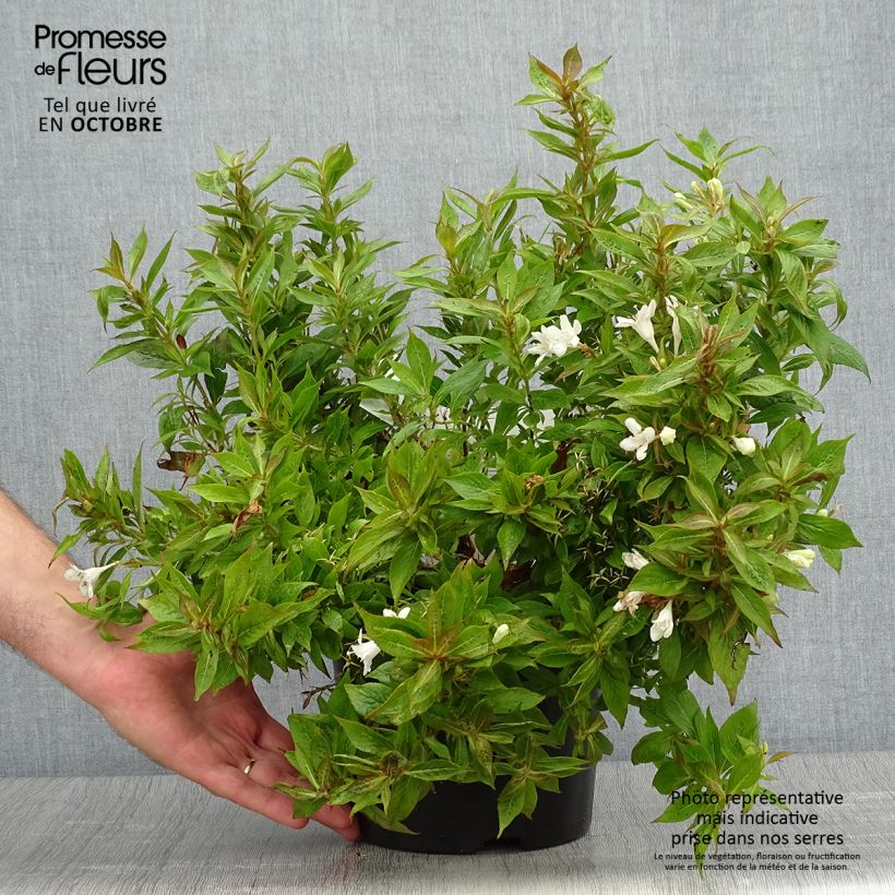 Esemplare di Weigelia Picobella Bianco Vaso da 3L/4L come consegnato in autunno