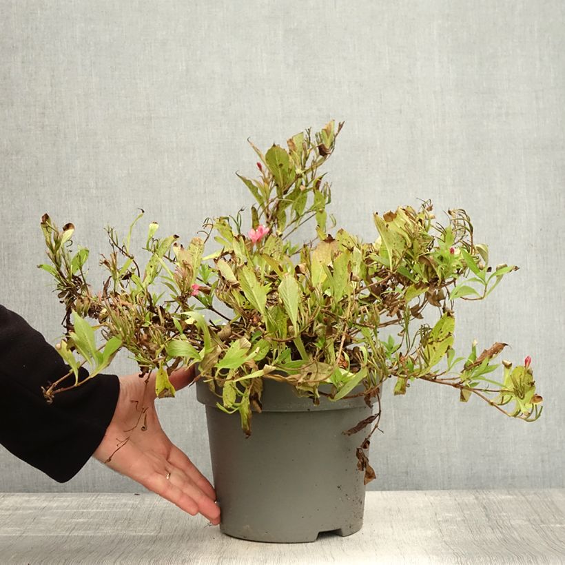 Esemplare di Weigelia Picobella Rosso Vaso da 2L/3L come consegnato in autunno