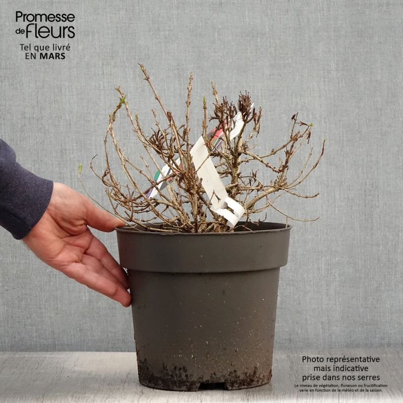 Weigelia Picobella Rosso Vaso da 2L/3L esemplare consegnato in primavera