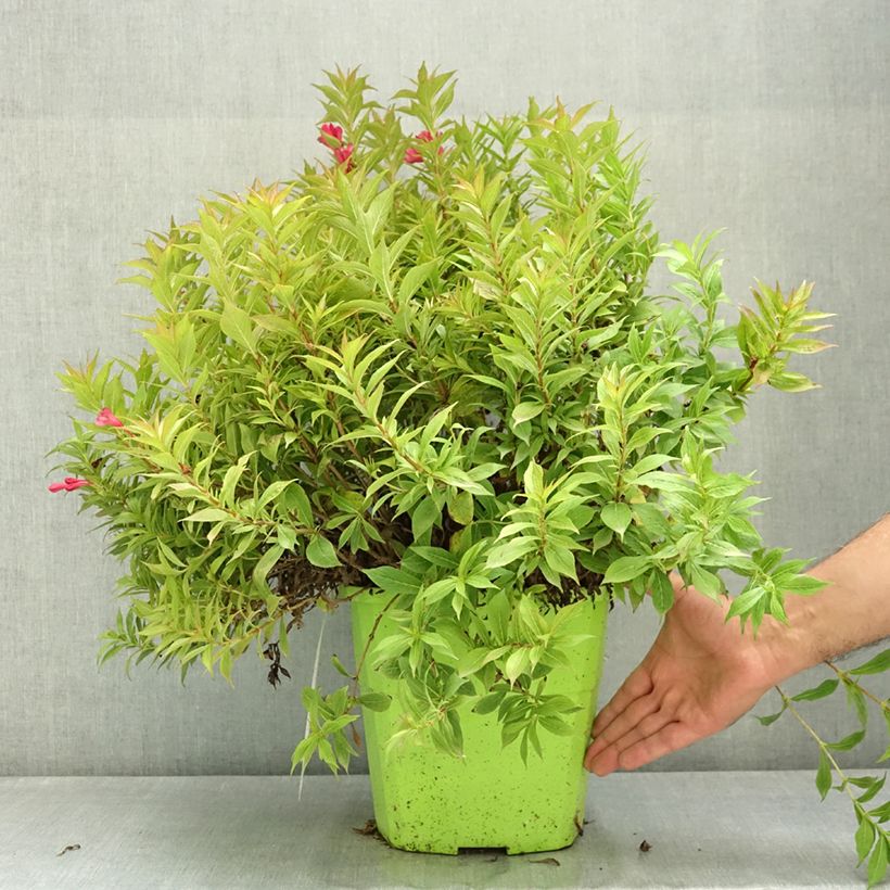 Esemplare di Weigelia Picobella Rosso Vaso da 7,5L/10L consegnato in estate