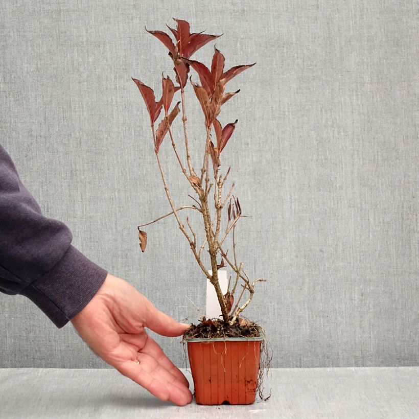 Esemplare di Weigelia Rumba Vasetto da 8/9 cm come consegnato in autunno