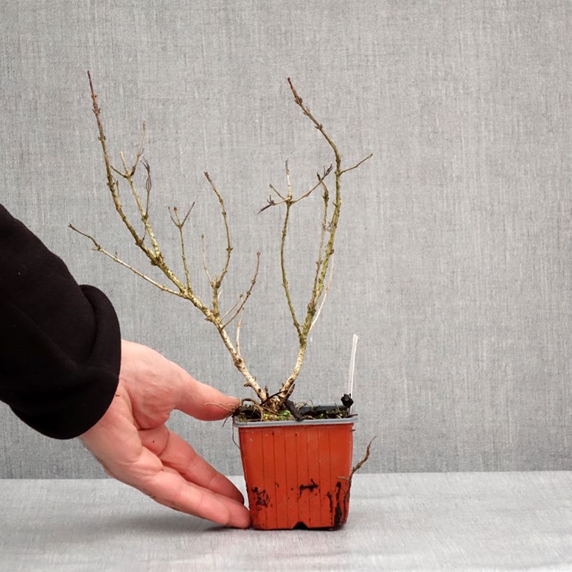 Weigelia Rumba Vasetto da 8/9 cm esemplare consegnato in inverno