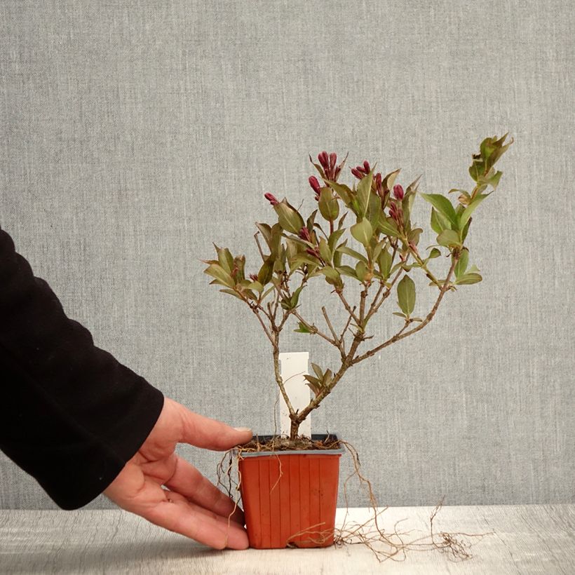Weigelia Rumba Vasetto da 8/9 cm esemplare consegnato in primavera