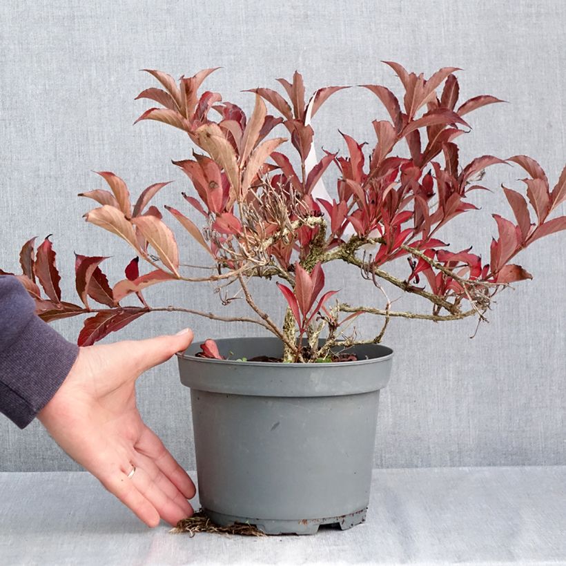 Esemplare di Weigelia Rumba Vaso da 3L/4L come consegnato in autunno