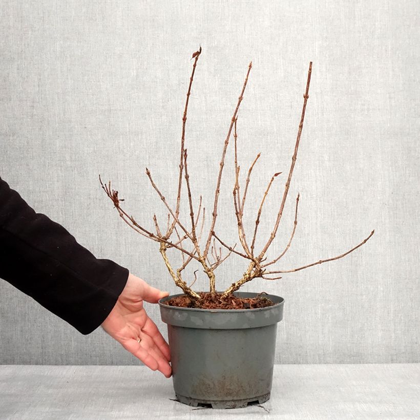 Weigelia Rumba Vaso da 3L/4L esemplare consegnato in inverno