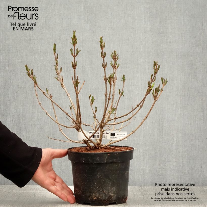 Weigelia Rumba Vaso da 3L/4L esemplare consegnato in primavera
