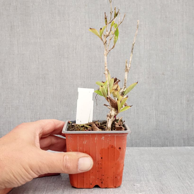 Esemplare di Weigelia Snowflake Vasetto da 8/9 cm come consegnato in autunno