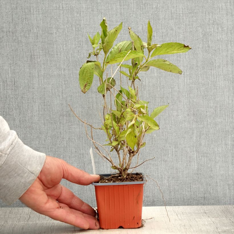 Weigelia Snowflake Vasetto da 8/9 cm esemplare consegnato in primavera