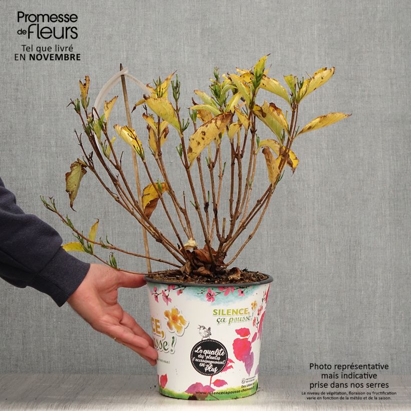 Esemplare di Weigelia Snowflake Vaso da 3L/4L come consegnato in autunno