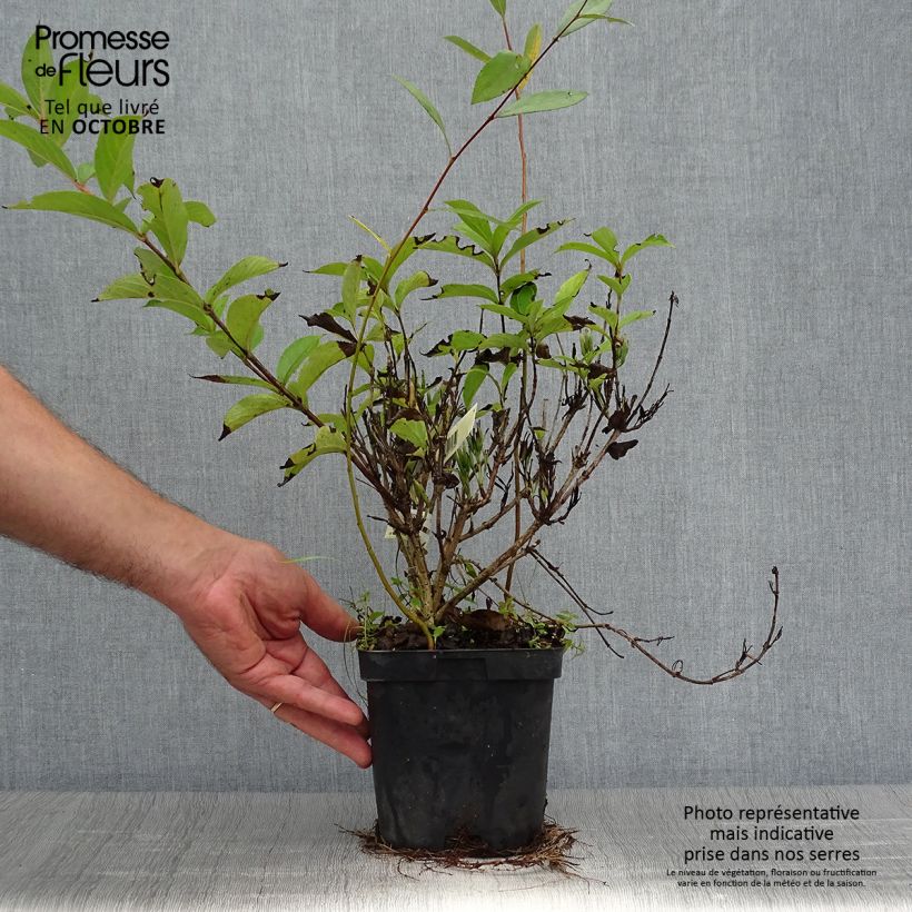 Esemplare di Weigelia Stelzneri Vaso da 2L/3L come consegnato in autunno