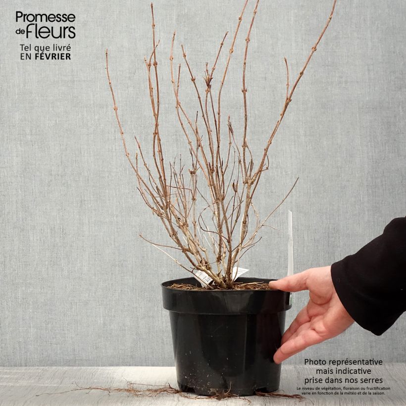 Weigelia White Lightning Vaso da 2L/3L esemplare consegnato in inverno