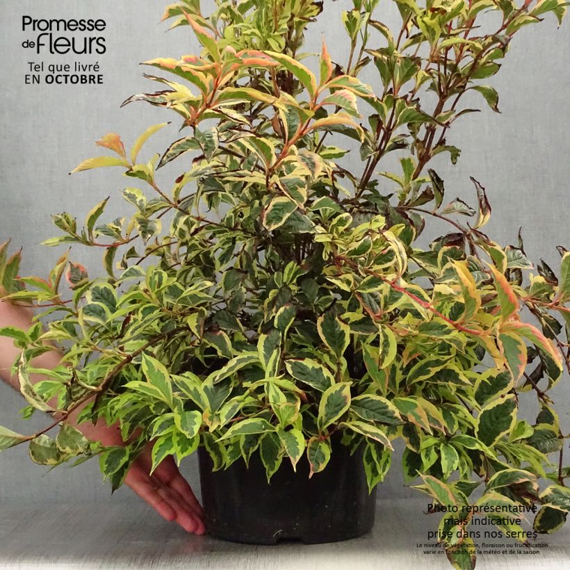 Esemplare di Weigelia White Lightning Vaso da 7,5L/10L come consegnato in autunno
