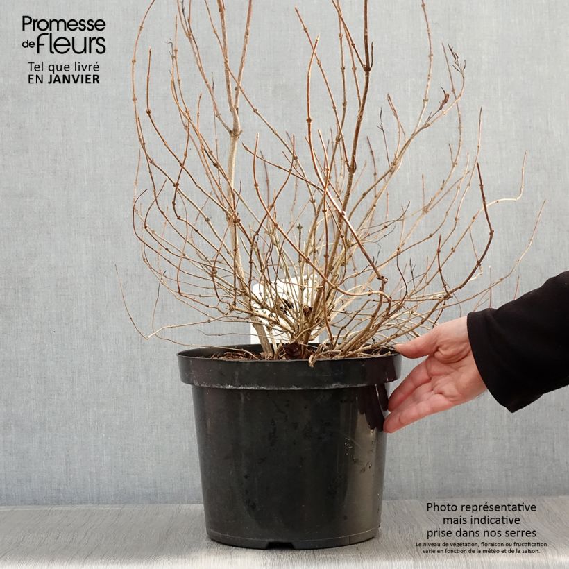 Weigelia White Lightning Vaso da 7,5L/10L esemplare consegnato in inverno